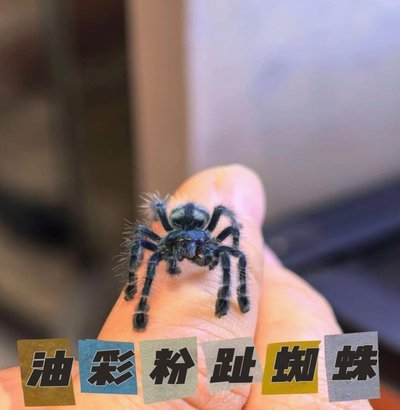 RMC确认：小蜘蛛在巴黎今夏候选名单中，但目前没有任何谈判108